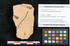 Foto (Objekt + Etikett) von Cupressites freneloides Ettingshausen (NHMW-GEO-2024-0188-8230)